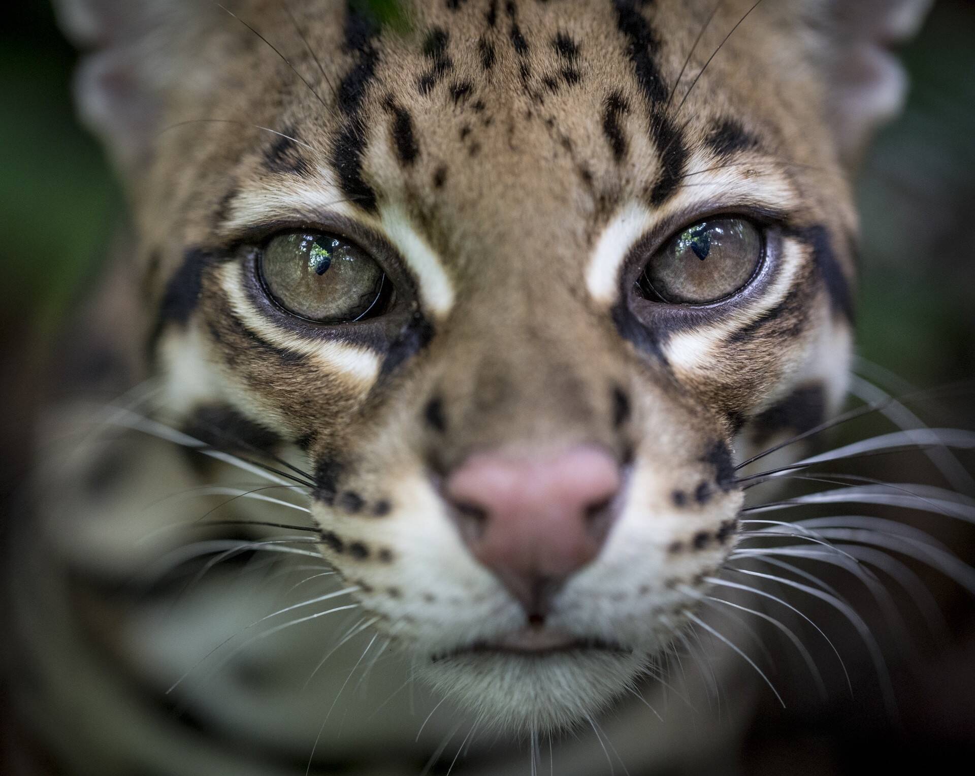 wild cat – press